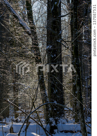 Winter forest trees sparkling in morning sunlight Winter forest trees sparkling in morning sunlight 137087531