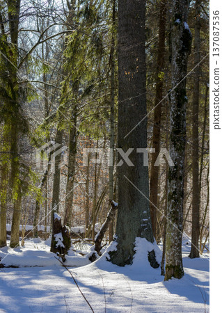 Winter forest landscape with sunlit pine trees and deep snow 137087536
