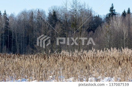 Cattail field with forest backdrop in winter Cattail field with forest backdrop in winter 137087539