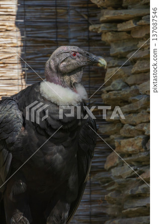 Andean condor looking right, wild predator bird 137087546