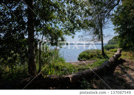 Woodland lake shoreline featuring a fallen tree log Woodland lake shoreline featuring a fallen tree log 137087549