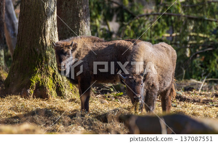 European bison mother and calf standing in forest 137087551