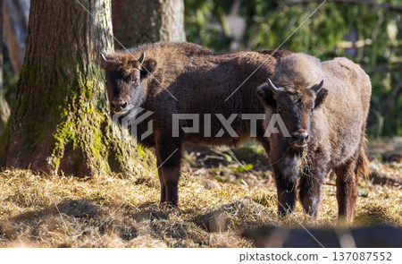 European bison with young in forest European bison with young in forest 137087552