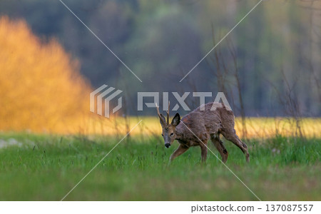 Roe deer buck walking on green meadow 137087557
