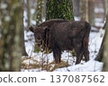 European bison standing in winter forest habitat 137087562
