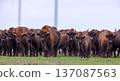 European bison herd grazing wild with wind turbine 137087563