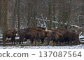 European bison herd feeding in winter forest 137087564