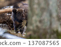 European bison calf eating hay in winter forest 137087565