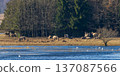 Wild horses grazing near a lake with swans 137087566