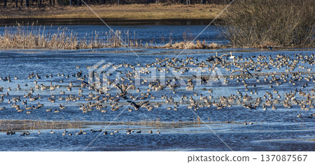 Large flock of greylag geese gathering on lake water 137087567