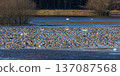 Huge flock of greylag geese and whooper swans resting on wetlands 137087568