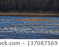 Flock of geese migrating over a partially frozen lake 137087569