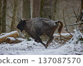 European bison running through snow in winter forest 137087570