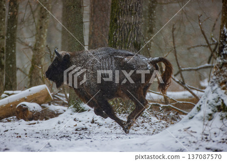 European bison running through snow in winter forest 137087570