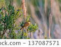 Reed warbler perching on a branch in reedbed habitat 137087571