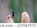 Reed bunting bird perching on a bulrush in wetland 137087572