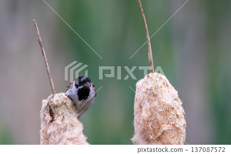Reed bunting bird perching on a bulrush in wetland 137087572