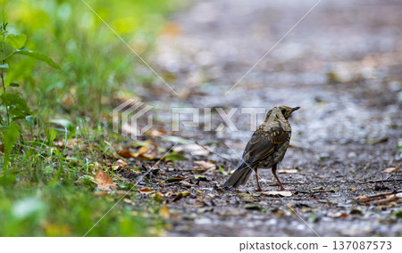 Song thrush exploring forest path for food Song thrush exploring forest path for food 137087573