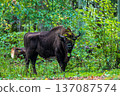 European bison standing in untouched green forest 137087574