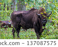 European bison wisent standing in forest with tracker collar 137087575