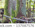 Green moss growing on tree trunks in forest 137087576