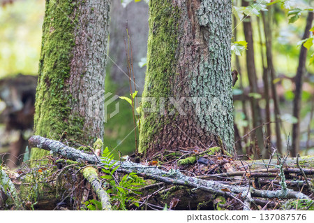 Green moss growing on tree trunks in forest 137087576