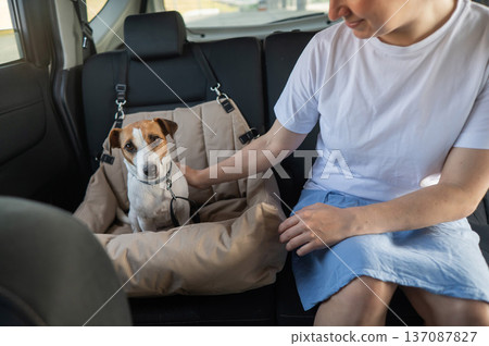 Caucasian woman travels by car with her dog. Jack Russell Terrier in a special car seat.  137087827