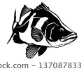 A black and white cut-out collage illustration of a cool-looking fish, Akame 137087833