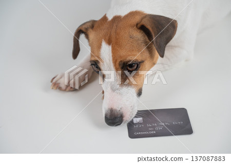Smart dog with a bank card on a white background. 137087883