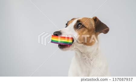 Jack Russell Terrier Dog Holds Rainbow Bracelet in Mouth. LGBT Concept.  137087937