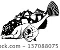 Black and white cutout illustration of a delicious white fish, rockfish 137088075