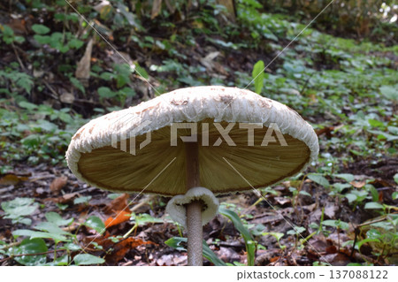Macrolepiota的Procera Macrolepiota的Procera 137088122
