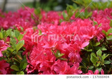 Azalea flower Shonai, Yamagata Prefecture Azalea flower Shonai, Yamagata Prefecture 137088404
