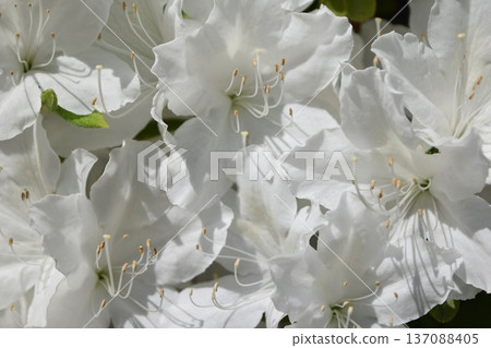 杜鵑花莊內，山形縣 137088405