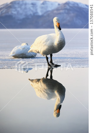 Swan walking on ice Swan walking on ice 137088541