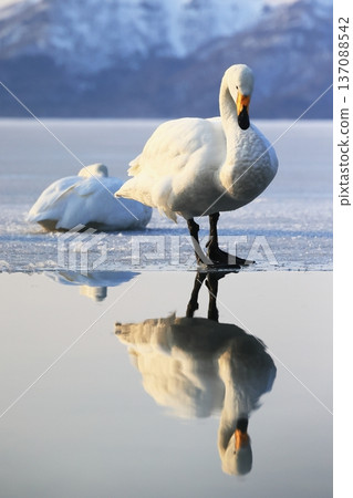 Swan walking on ice 137088542