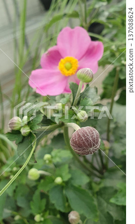 Close up of Japanese anemone buds with soft hairy texture and pink flower blurred in background. Early stage of blooming Anemone hupehensis in garden setting with natural light and green foliage. 137088624