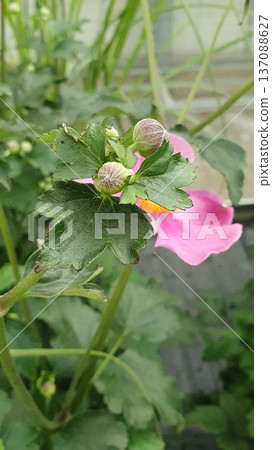 Japanese anemone buds surrounded by textured green leaves with soft pink flower in background. Anemone hupehensis growing outdoors in natural daylight, captured during early flowering stage. Japanese anemone buds surrounded by textured green leaves with soft pink flower in background. Anemone hupehensis growing outdoors in natural daylight, captured during early flowering stage. 137088627