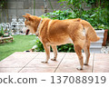 A Shiba Inu relaxing in the garden 137088919