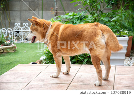 A Shiba Inu relaxing in the garden A Shiba Inu relaxing in the garden 137088919