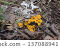 Kinchawantake 137088941