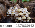 Kunugitake 137088942