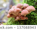栗竹1號 137088943