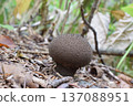 黑粉菌 137088951