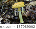 Tsurukogane天狗竹 137089002