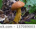 Kokane Yamadori 137089003