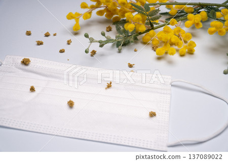 含羞草和口罩花粉熱圖片 含羞草和口罩花粉熱圖片 137089022