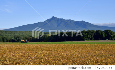 Soybean fields in Kiyosato Town Soybean fields in Kiyosato Town 137089053