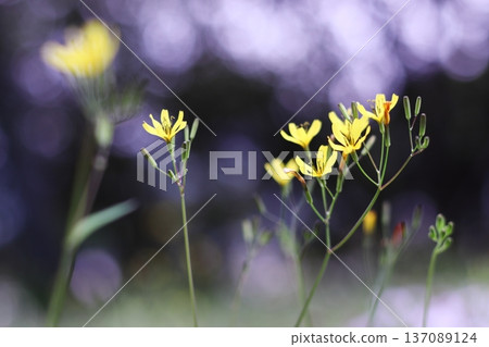 Shining background and yellow flowers 137089124