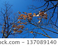 冬日的天空和枯葉 137089140